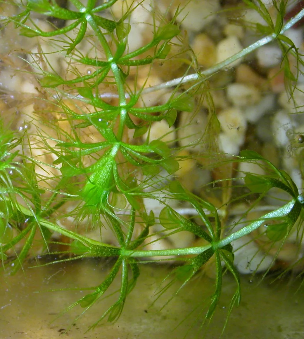 AldrovandaVesiculosaHabit