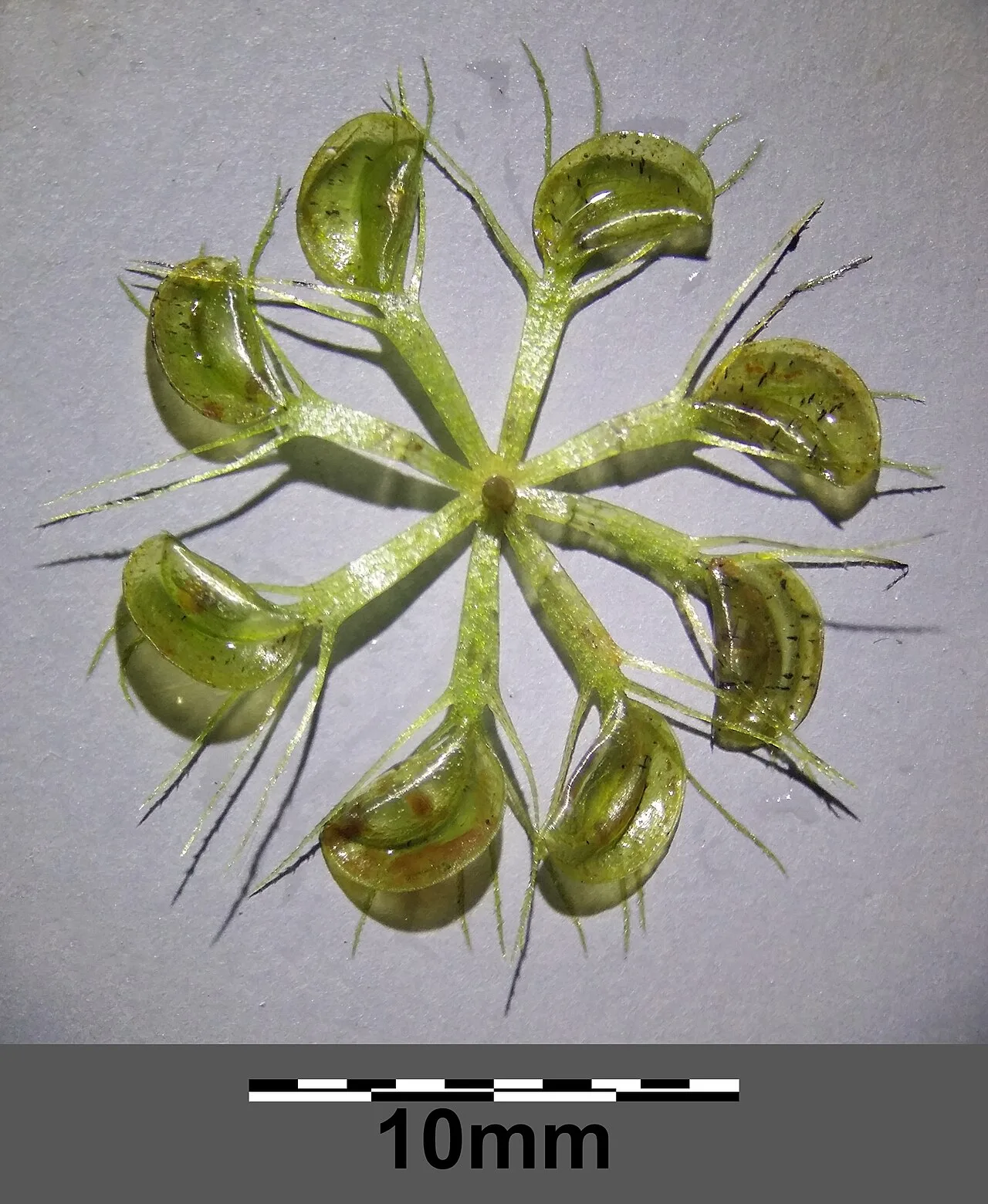 Traps of the water wheel plant