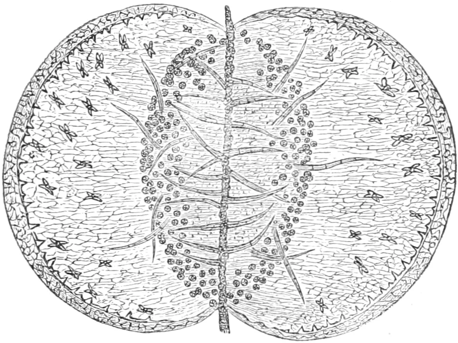 Aldrovanda vesiculosa leaf pressed flat open and greatly enlarged (Darwin 1896, fig 13 lower, p 323)