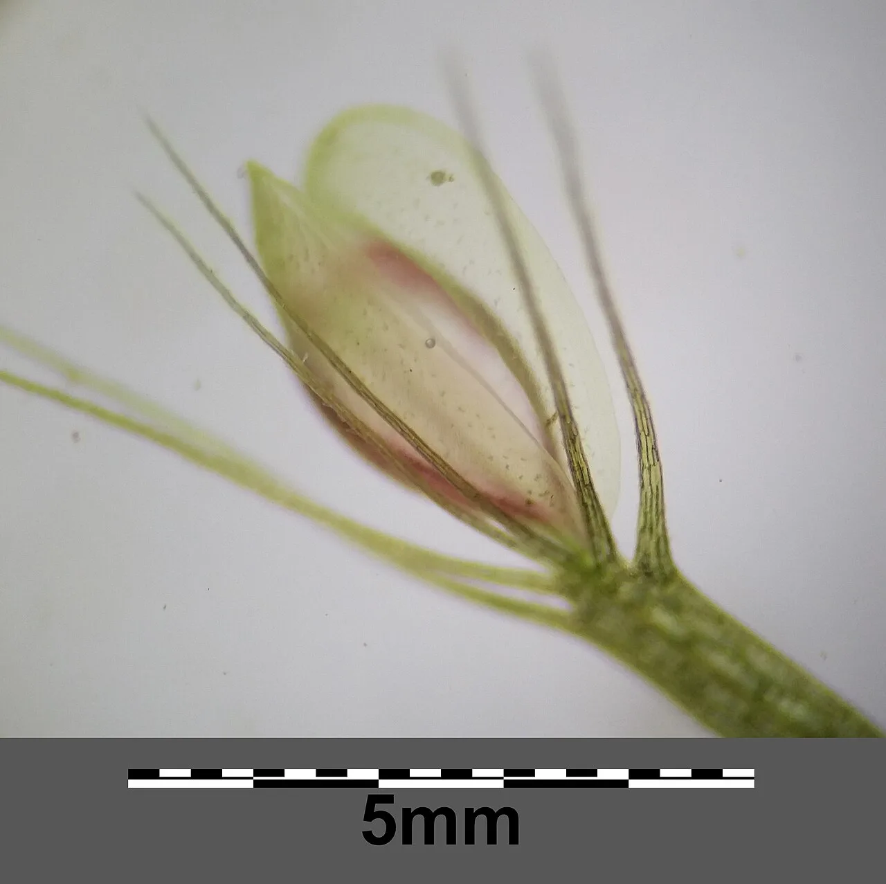 Aldrovanda vesiculosa sl37
