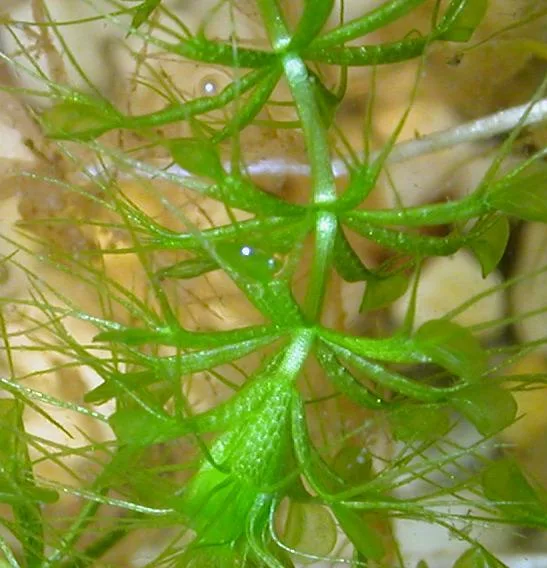 AldrovandaVesiculosaHabit (cropped)