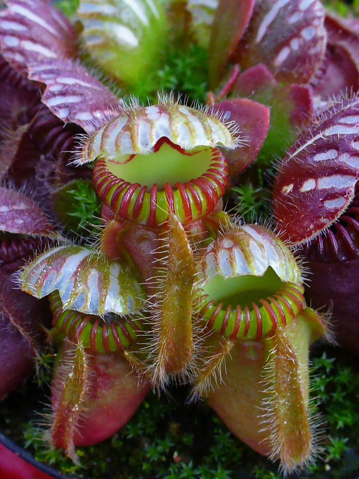 Cephalotus follicularis 0001