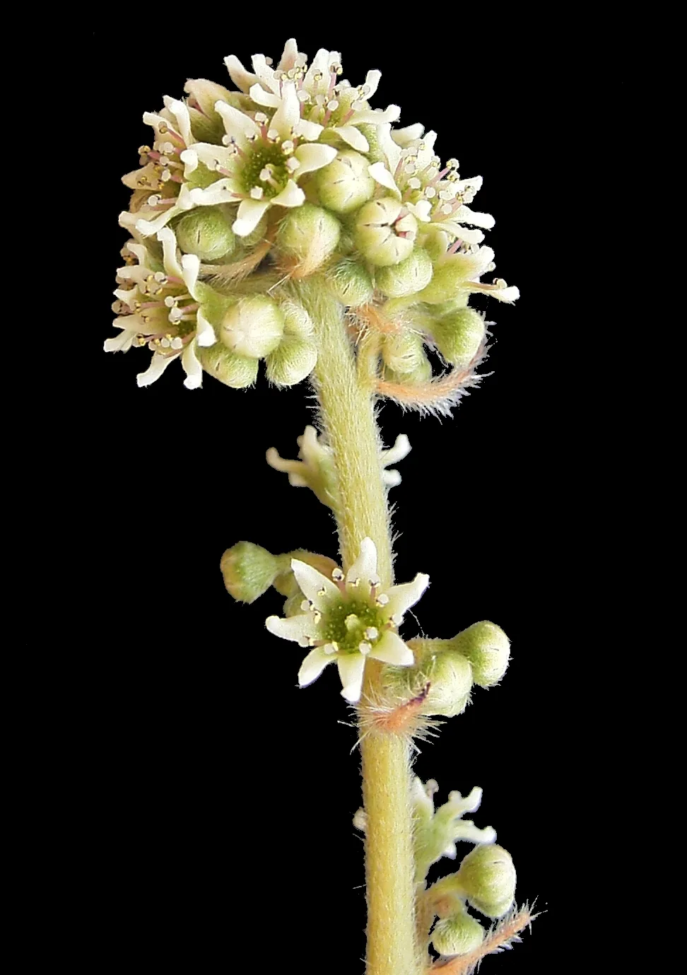 Inflorescence of an Australian pitcher plant