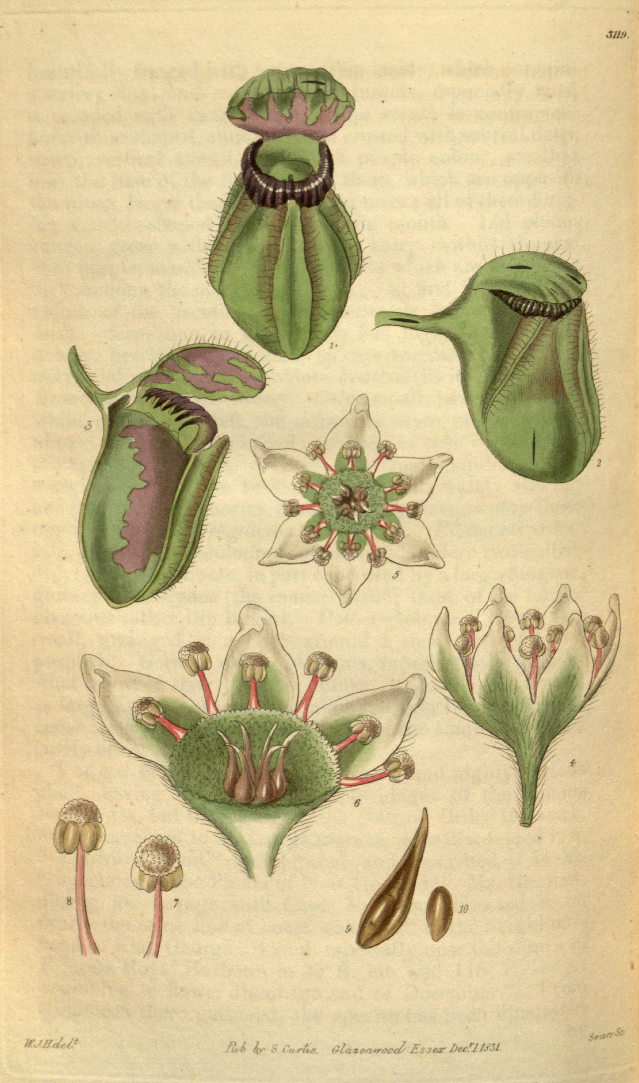 Plate 3119, Curtis's Botanical Magazine, details by Ferdinand Bauer