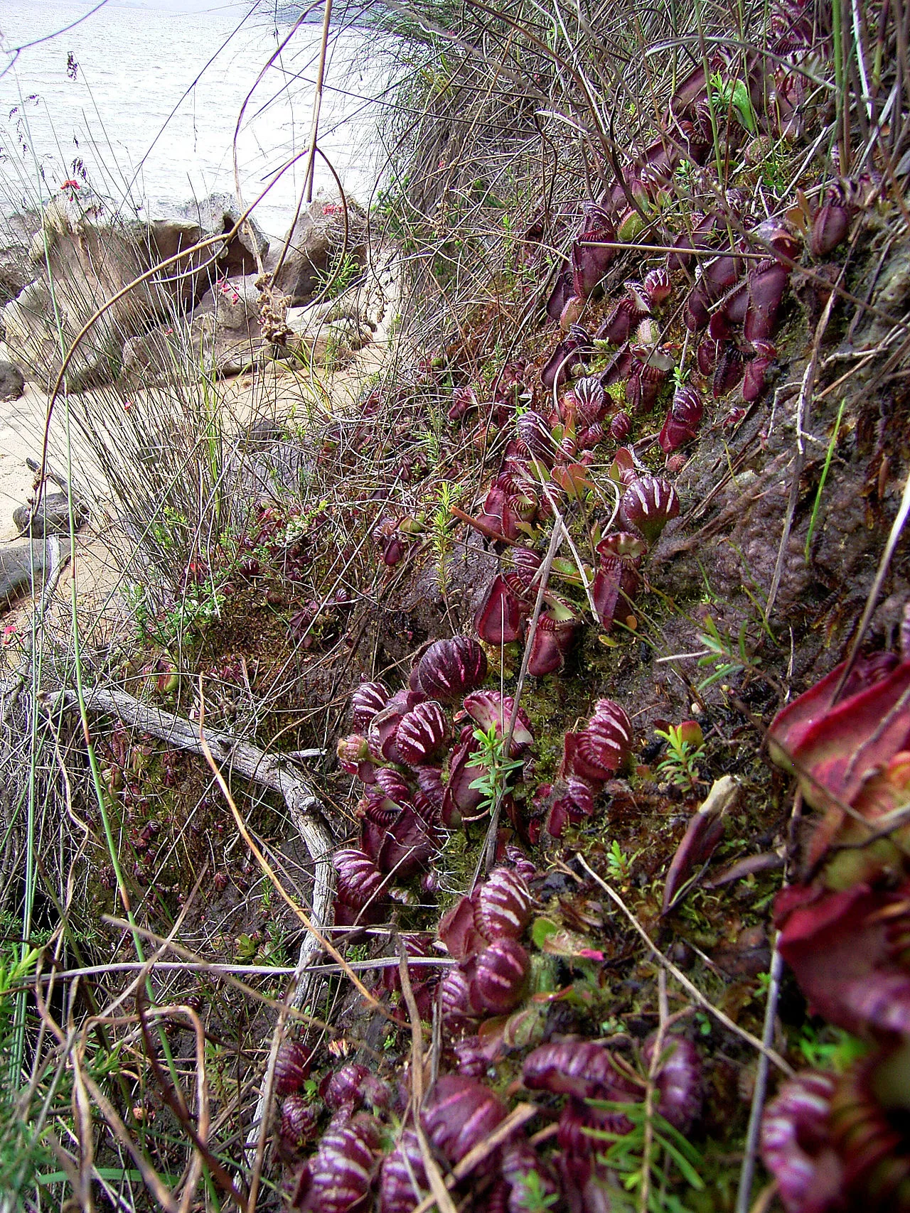 Australian pitcher plant in situ
