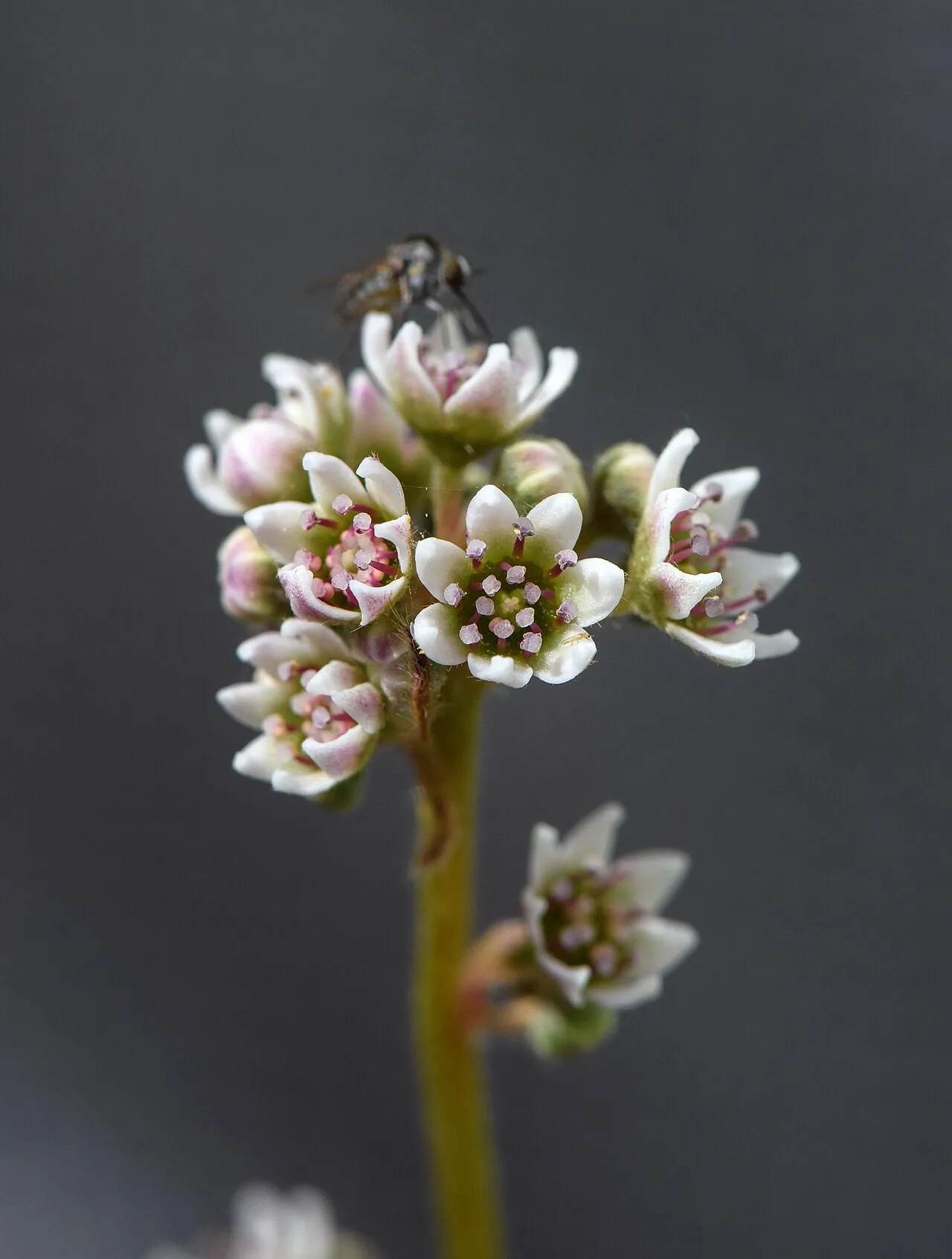 Inflorescence of Cephalotus follicularis in cultivation.