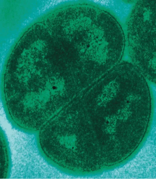Deinococcus radiodurans as a model system for studying the cell cycle