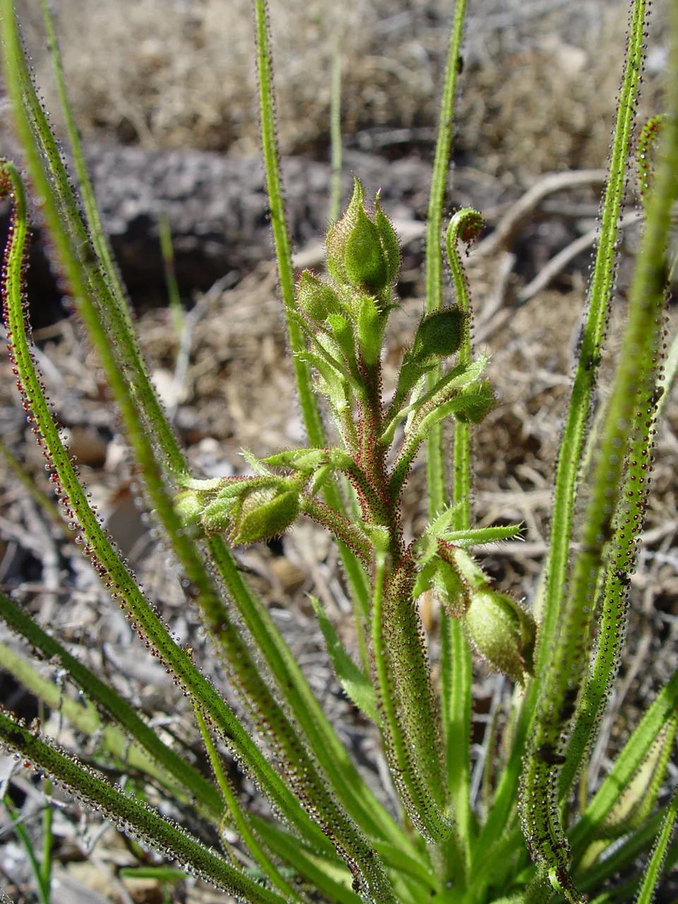 Drosophyllum lusitanicum a