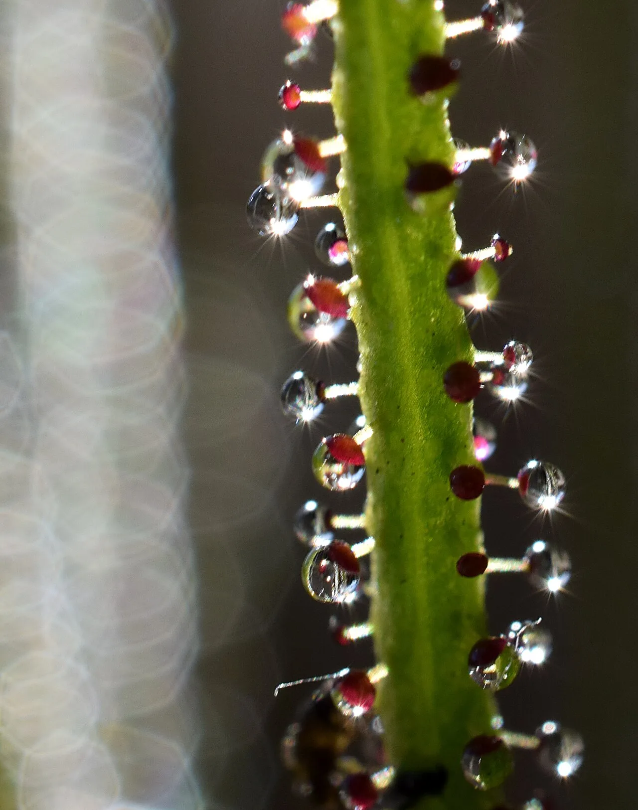 The mucilaginous glands of the plant