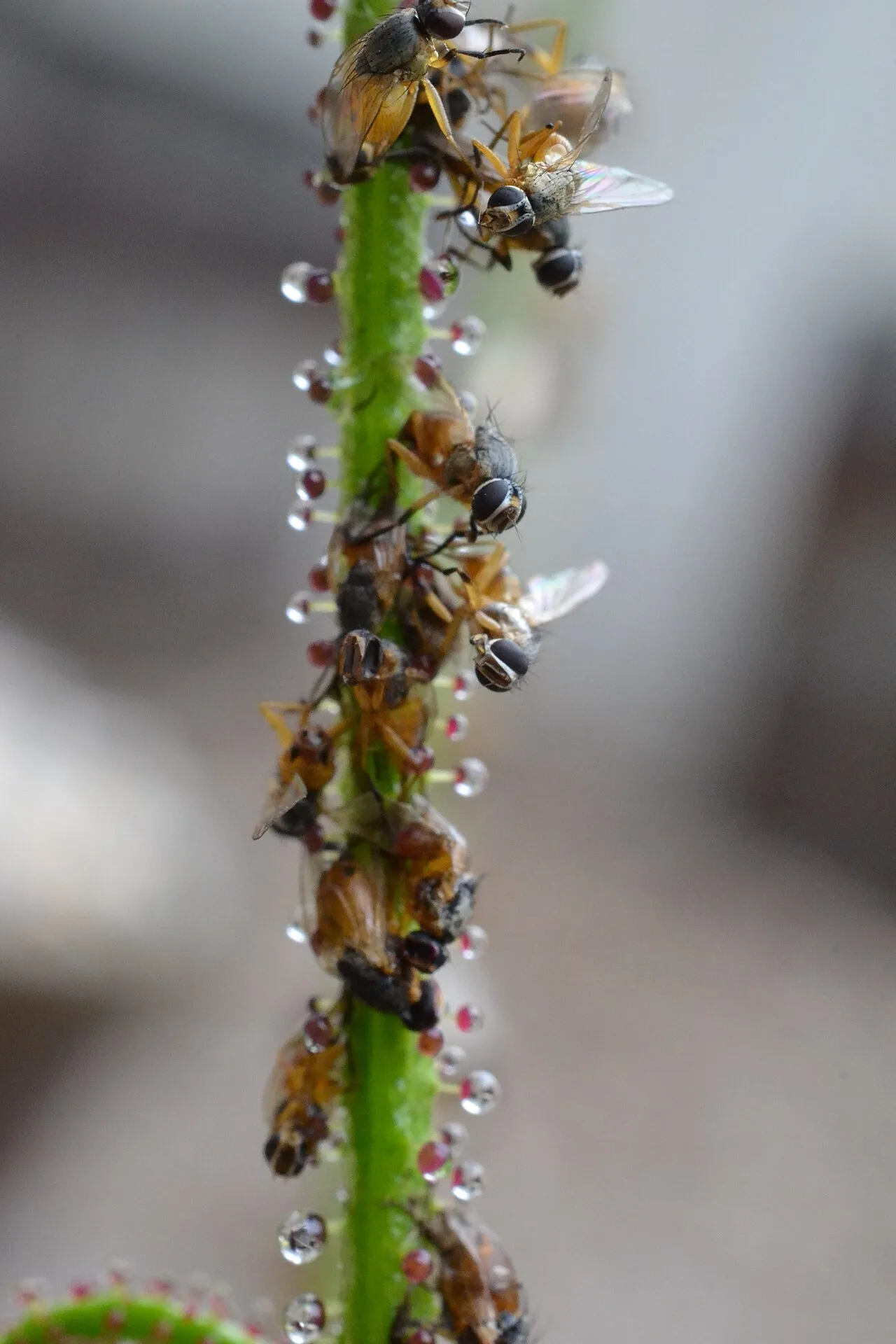 Insect prey stuck on the mucilaginous glands