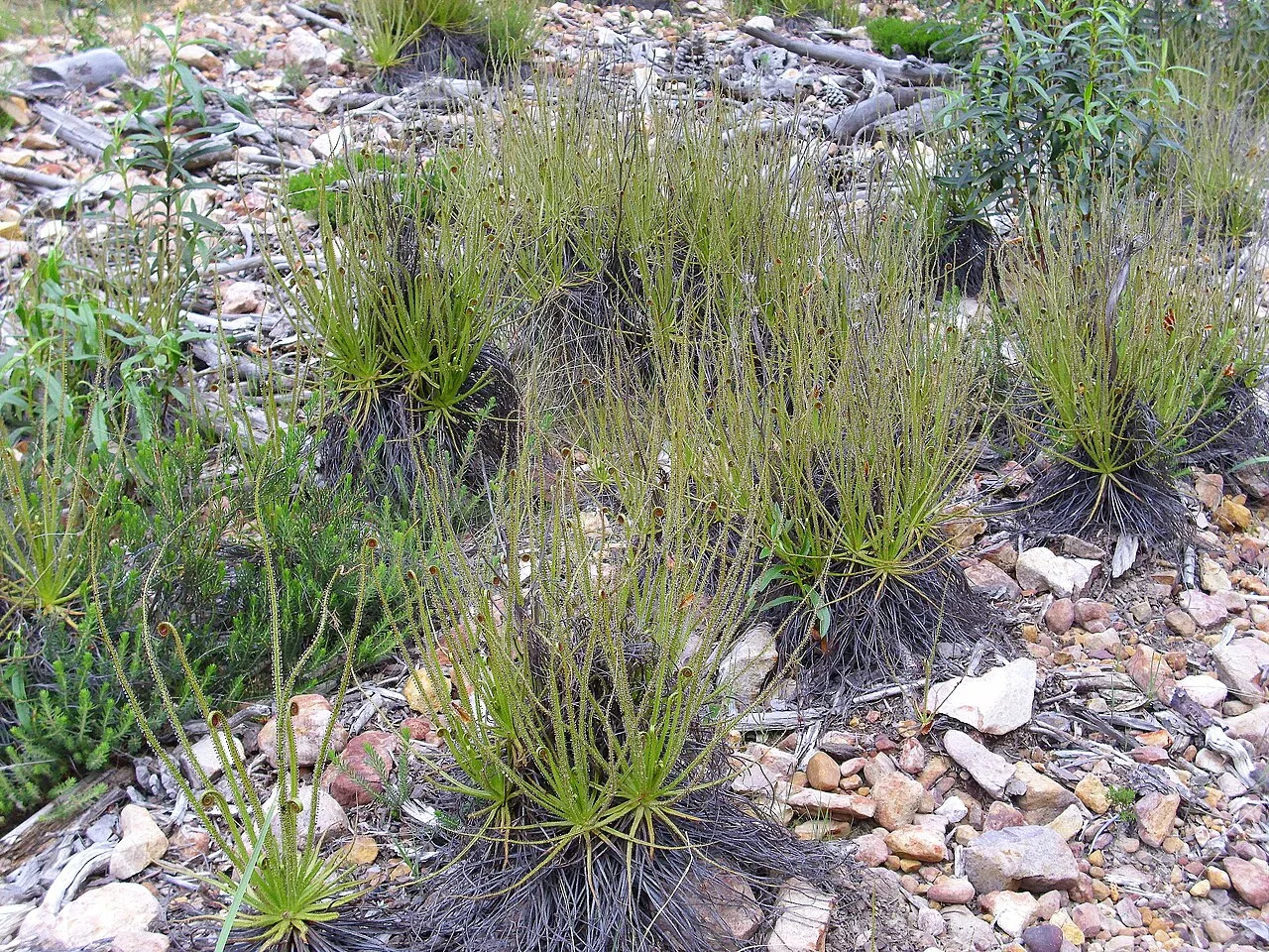 Drosophyllum lusitanicum in its native habitat in gravel soil