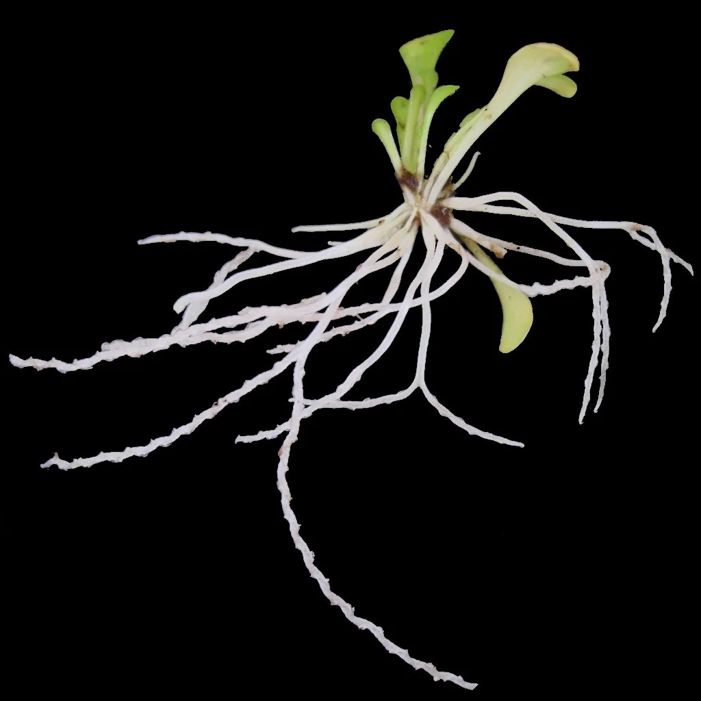 Genlisea violacea giant