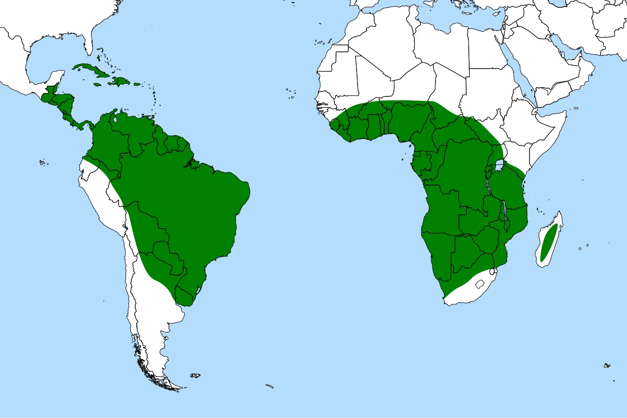 Genlisea distribution