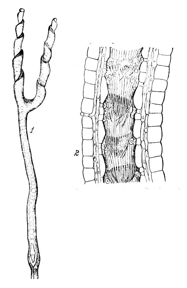 Plate from "Handbuch der Systematischen Botanik", 1. Spirally coiled tube-leaf of Genlisea aurea 2. Longitudinal section