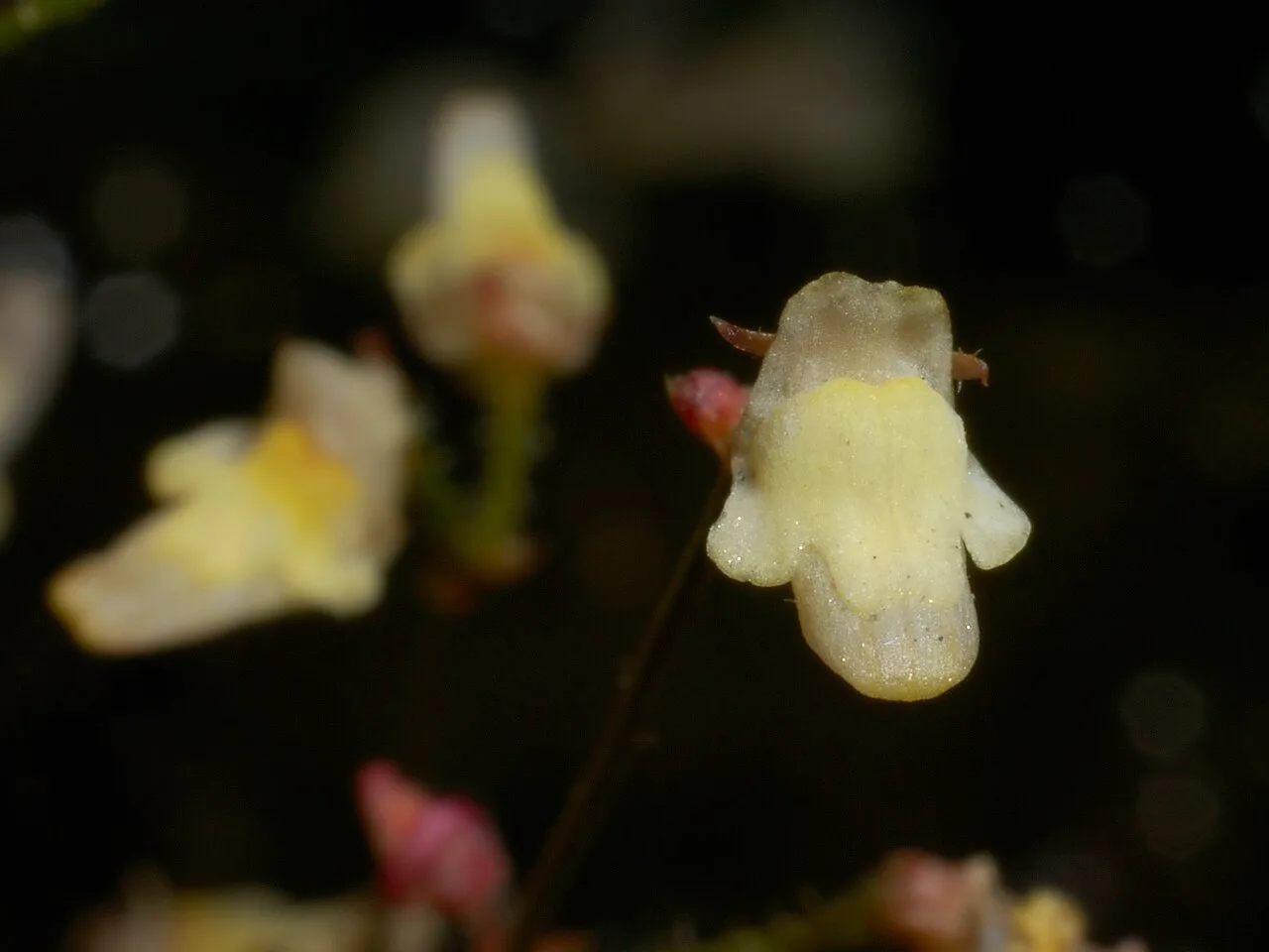 Genlisea filiformis flower 2 Darwiniana