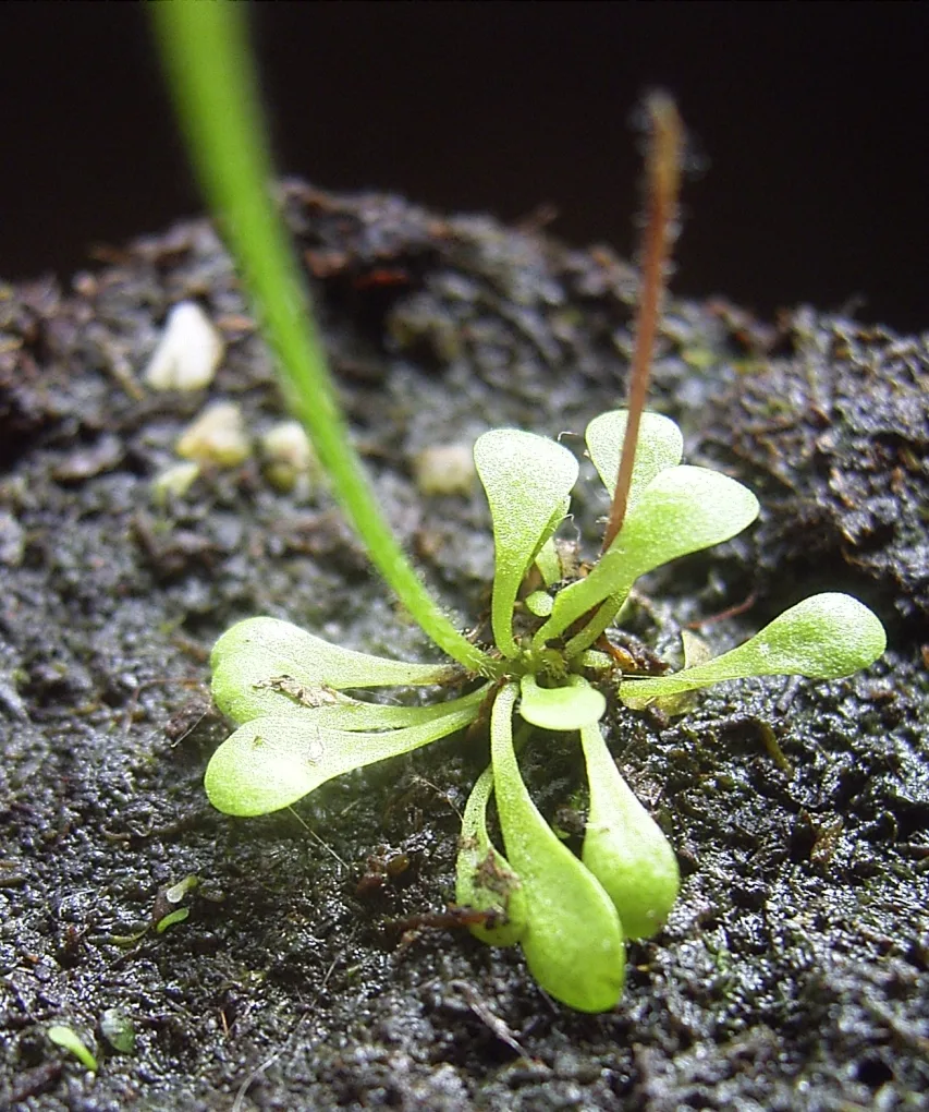 GenliseaLobata