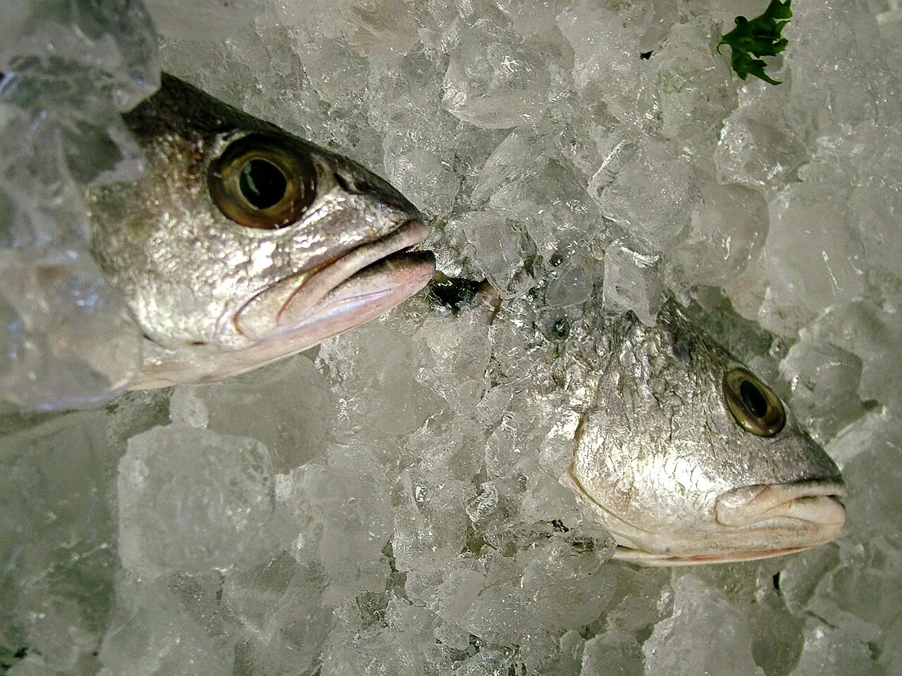 Fish Packed in Ice