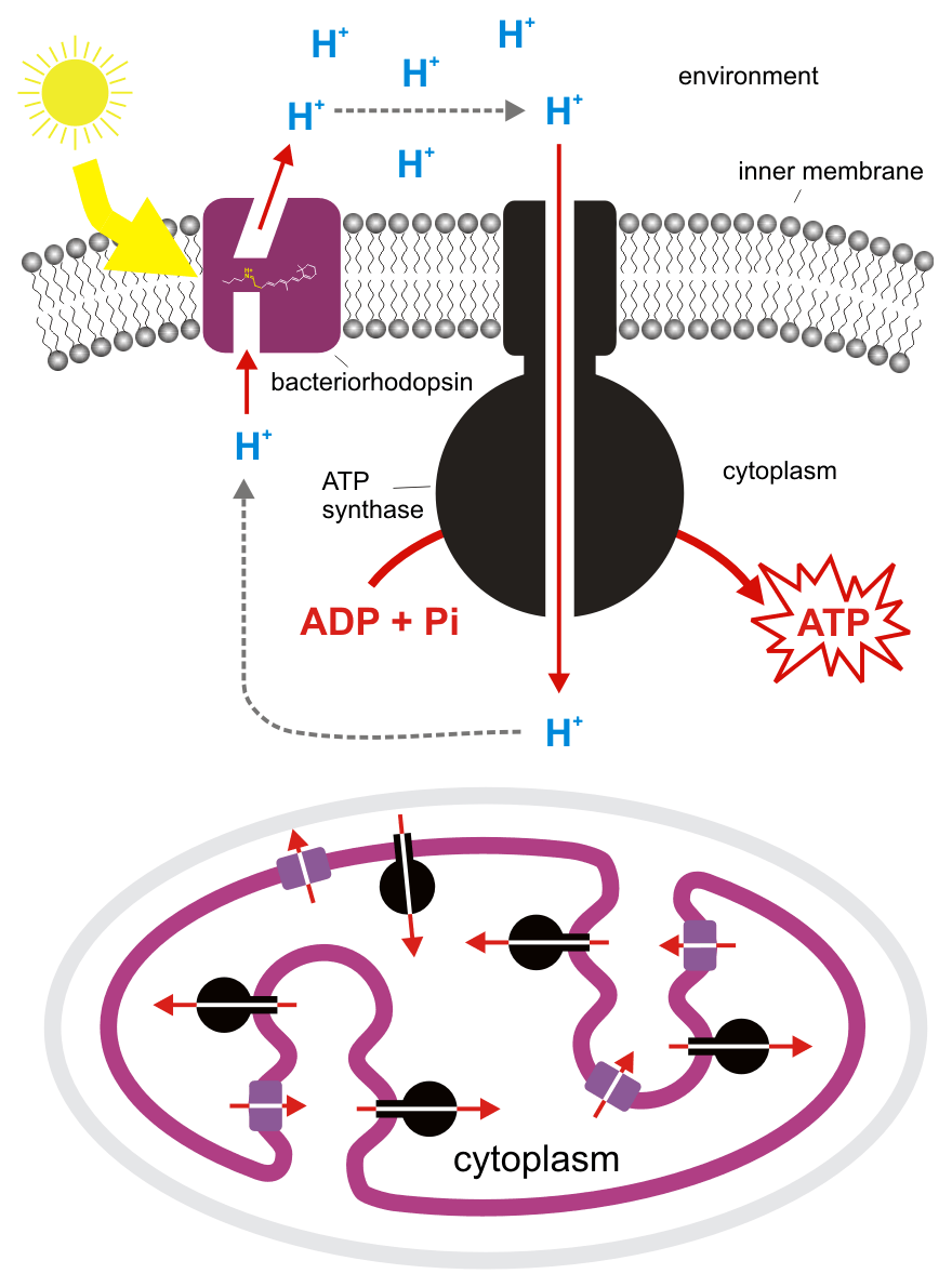 Chemiosmotic coupling between light energy, bacteriorhodopsin and phosphorylation by ATP synthase (chemical energy) duri
