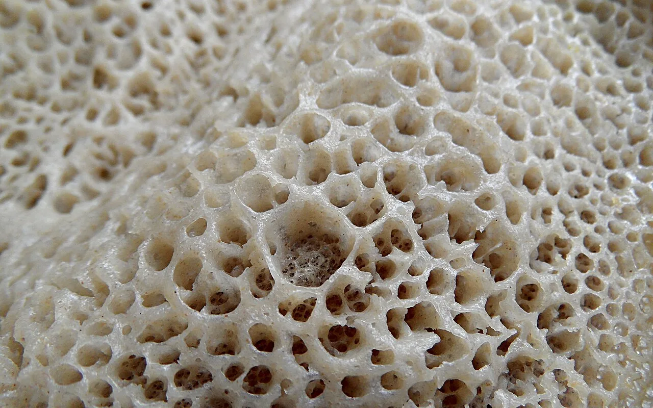 Injera showing typical spongy texture