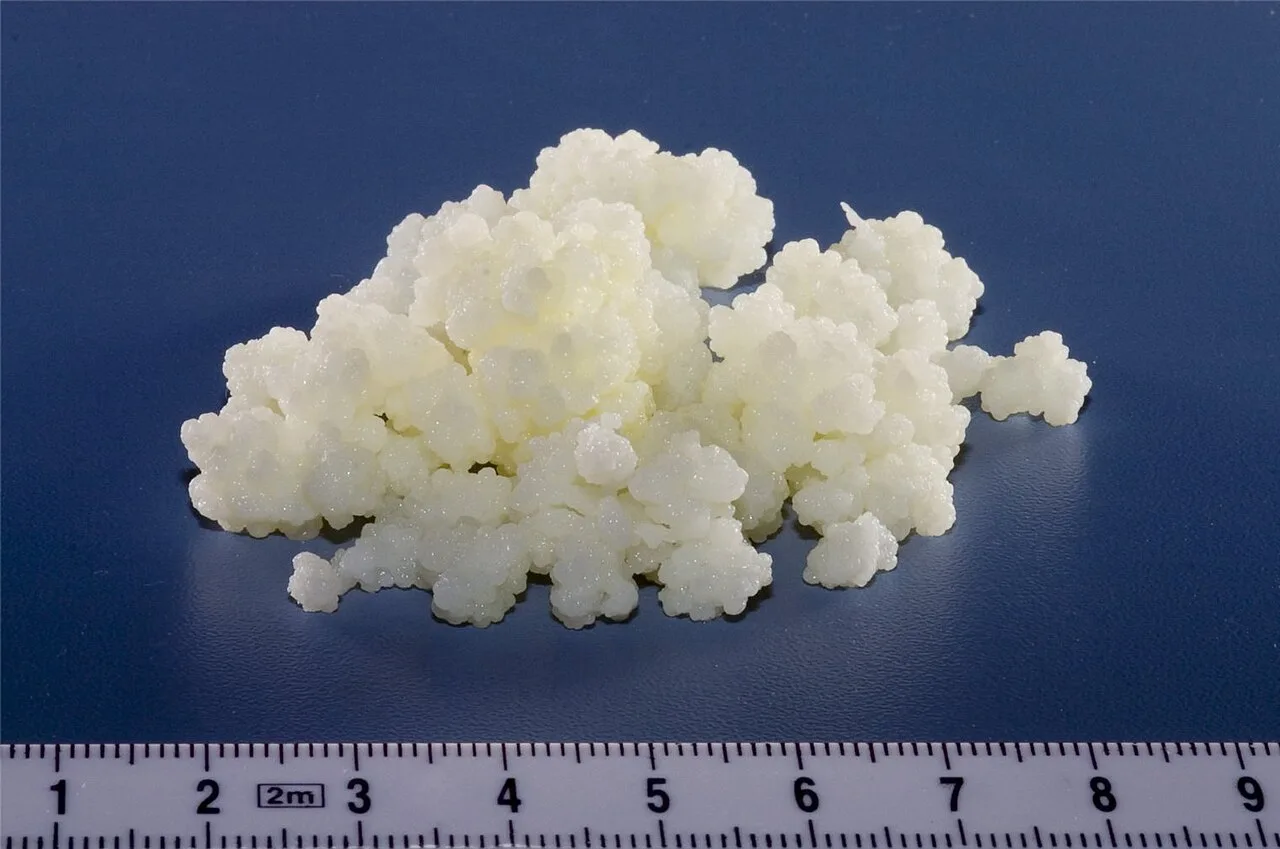 Kefir grains, a matrix of bacteria and yeasts