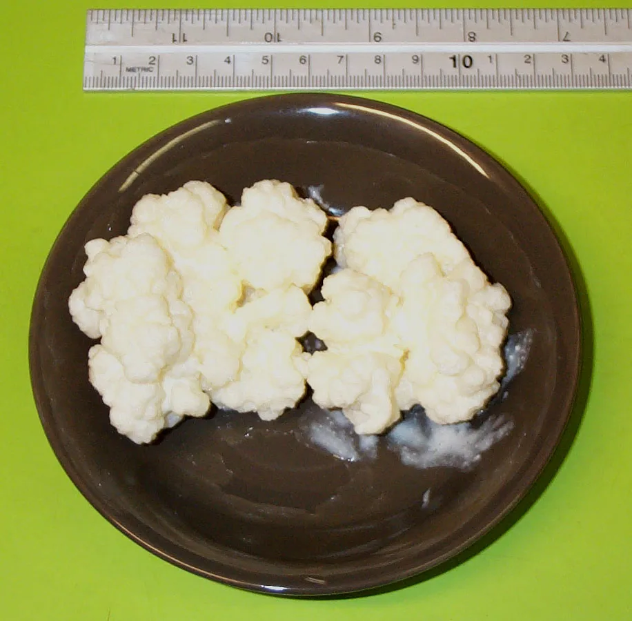 90 grams of kefir grains