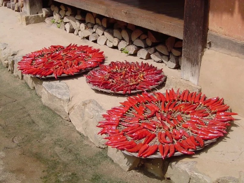 Drying chili peppers for kimchi. These peppers are then made into gochugaru, or chili pepper powder. This powder is adde
