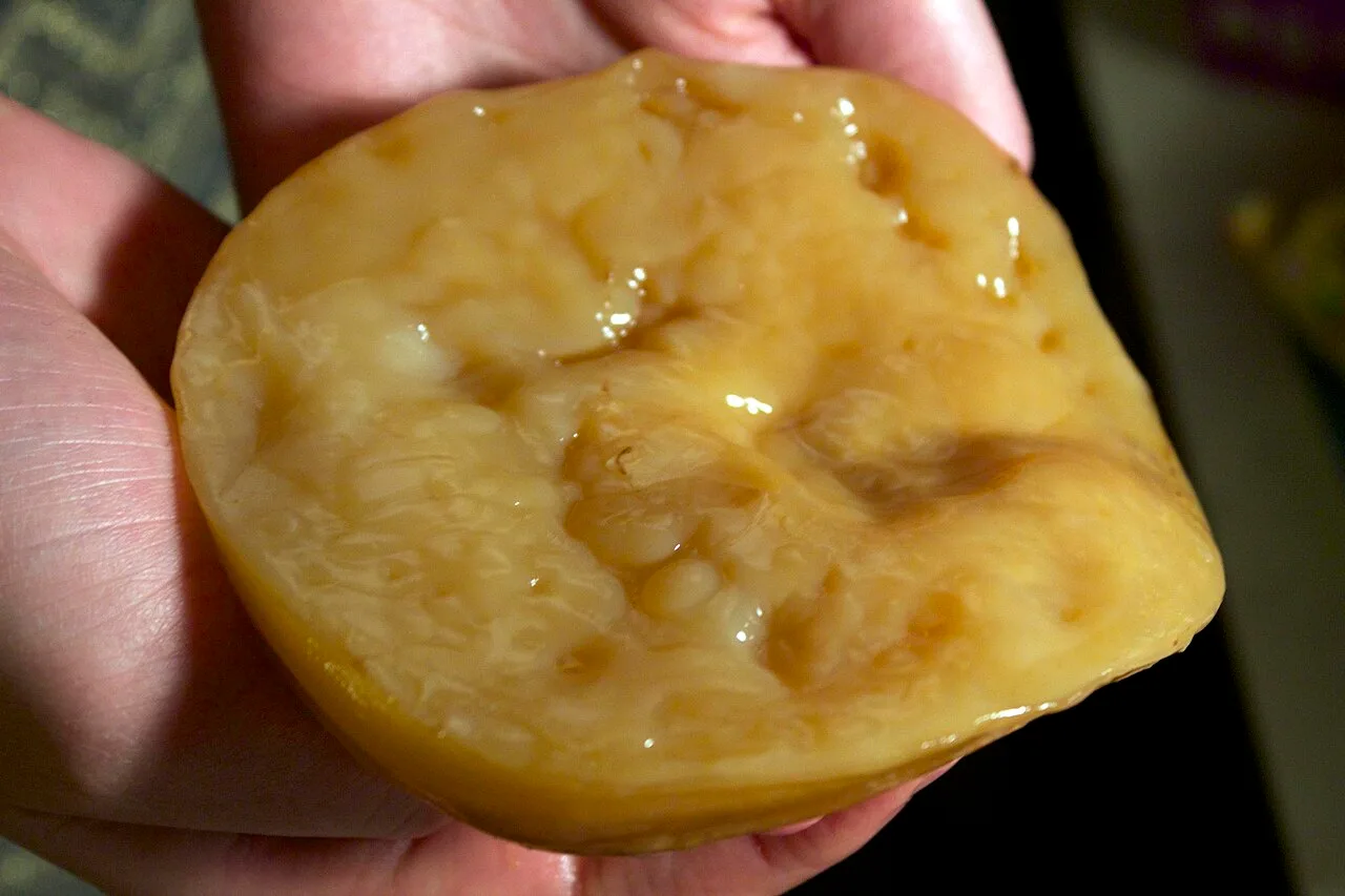A SCOBY used for brewing kombucha