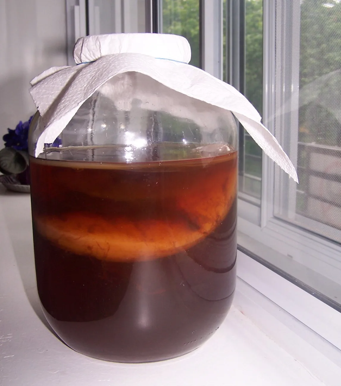 Kombucha culture fermenting in a jar, 2006