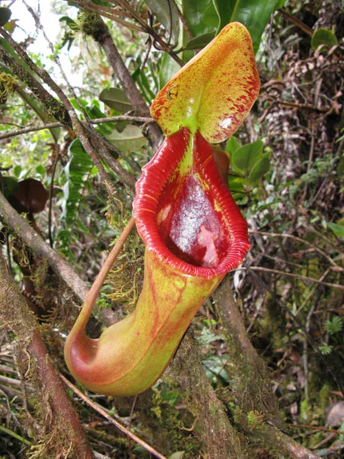 N.macrophylla x lowii