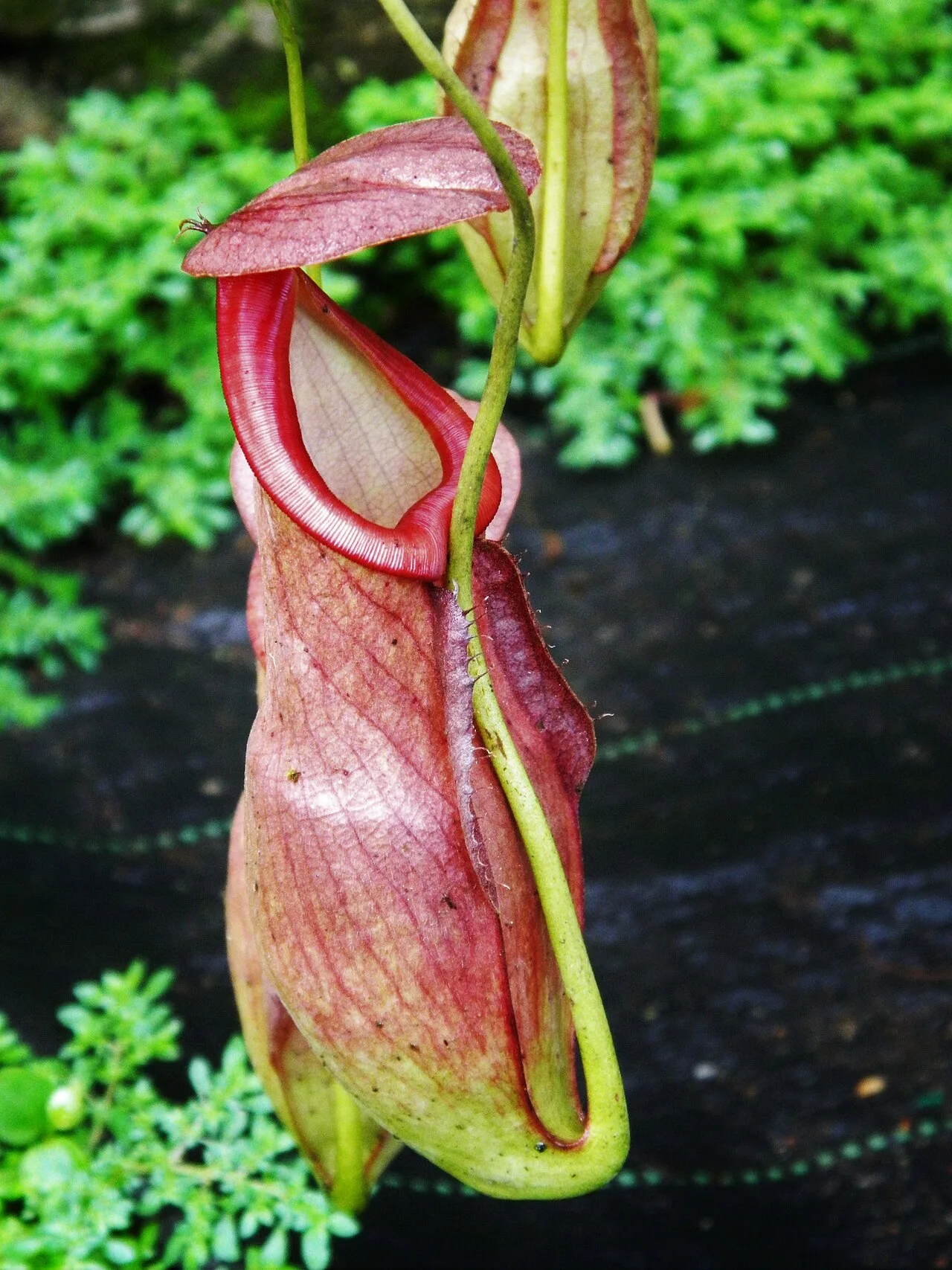 Nepenthes mirabilis at the Periyar Tiger Reserve, in Southern Western Ghats of India