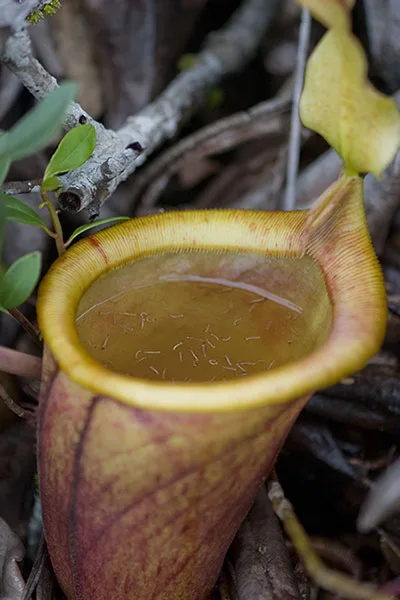 A lower pitcher of N. attenboroughii supporting a large population of mosquito larvae. The upright lid of this species e