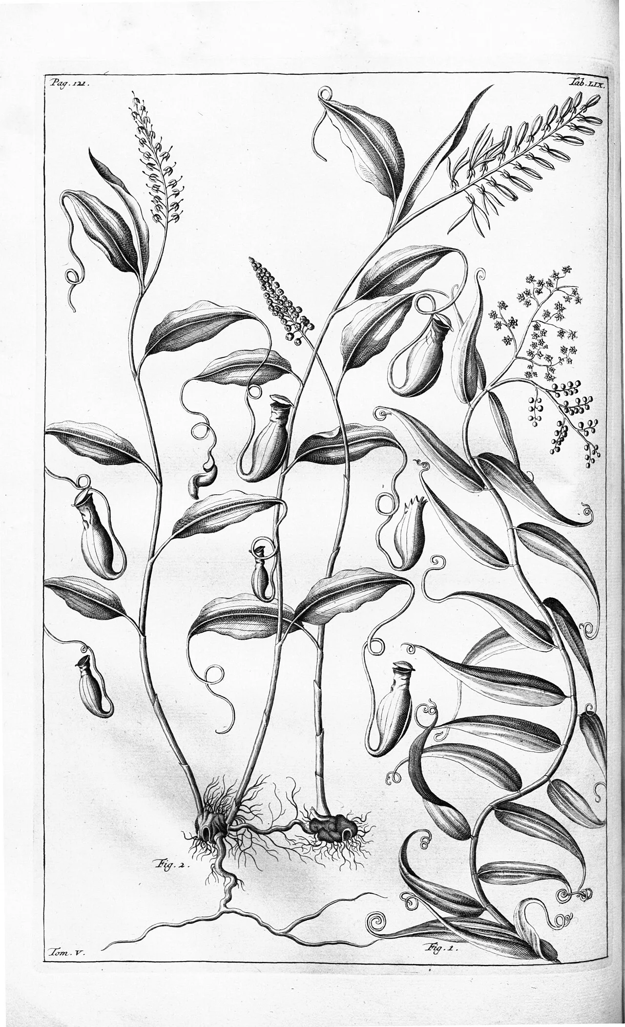 Cantharifera as illustrated in Rumphius's Herbarium Amboinensis, Volume 5, published in 1747, although probably drawn in