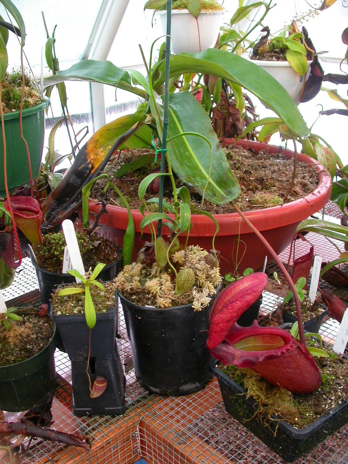 Cultivated Nepenthes rajah, Nepenthes aristolochioides and other species