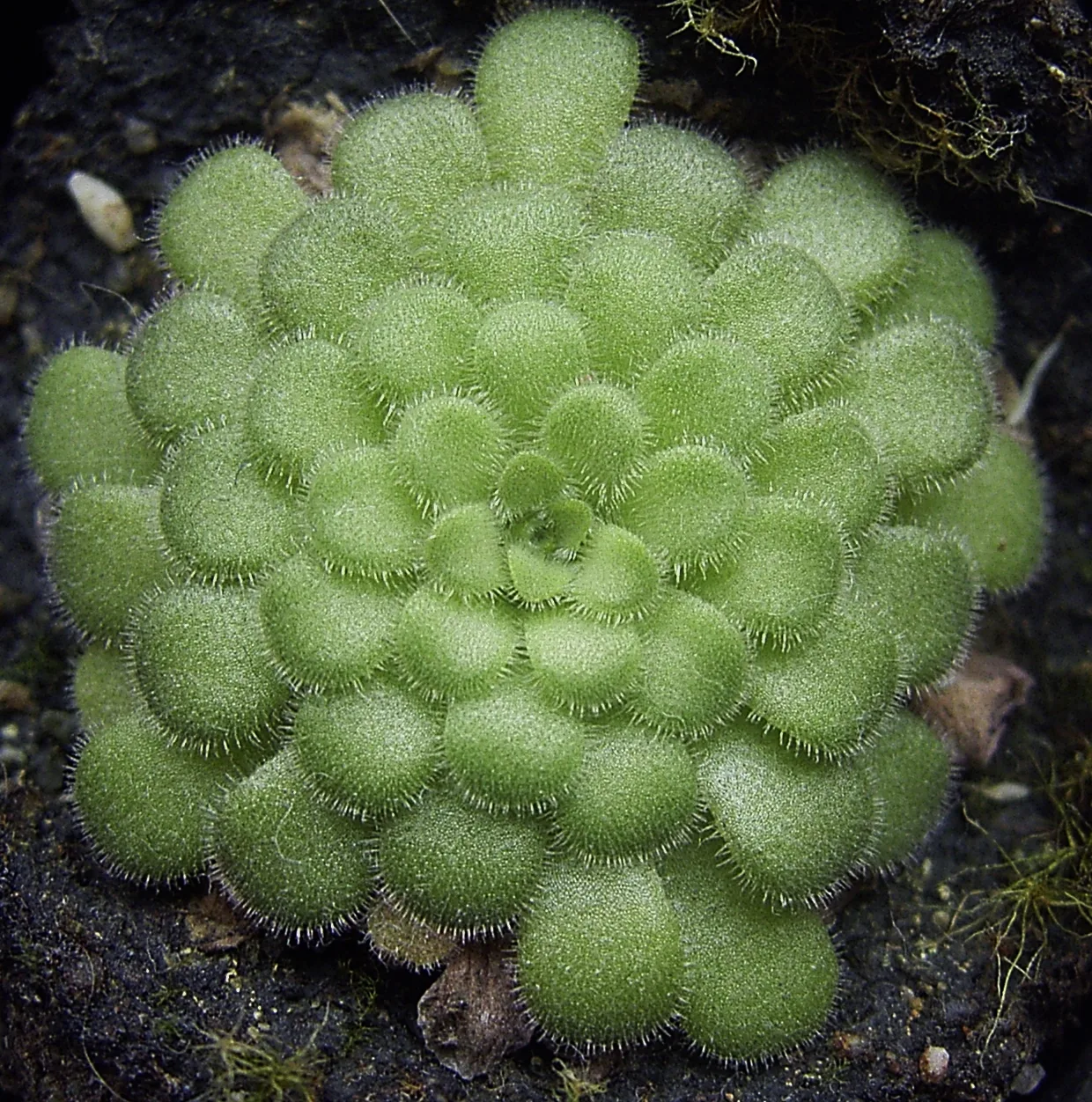 Winter rosette of Pinguicula cyclosecta (non-carnivorous phase)
