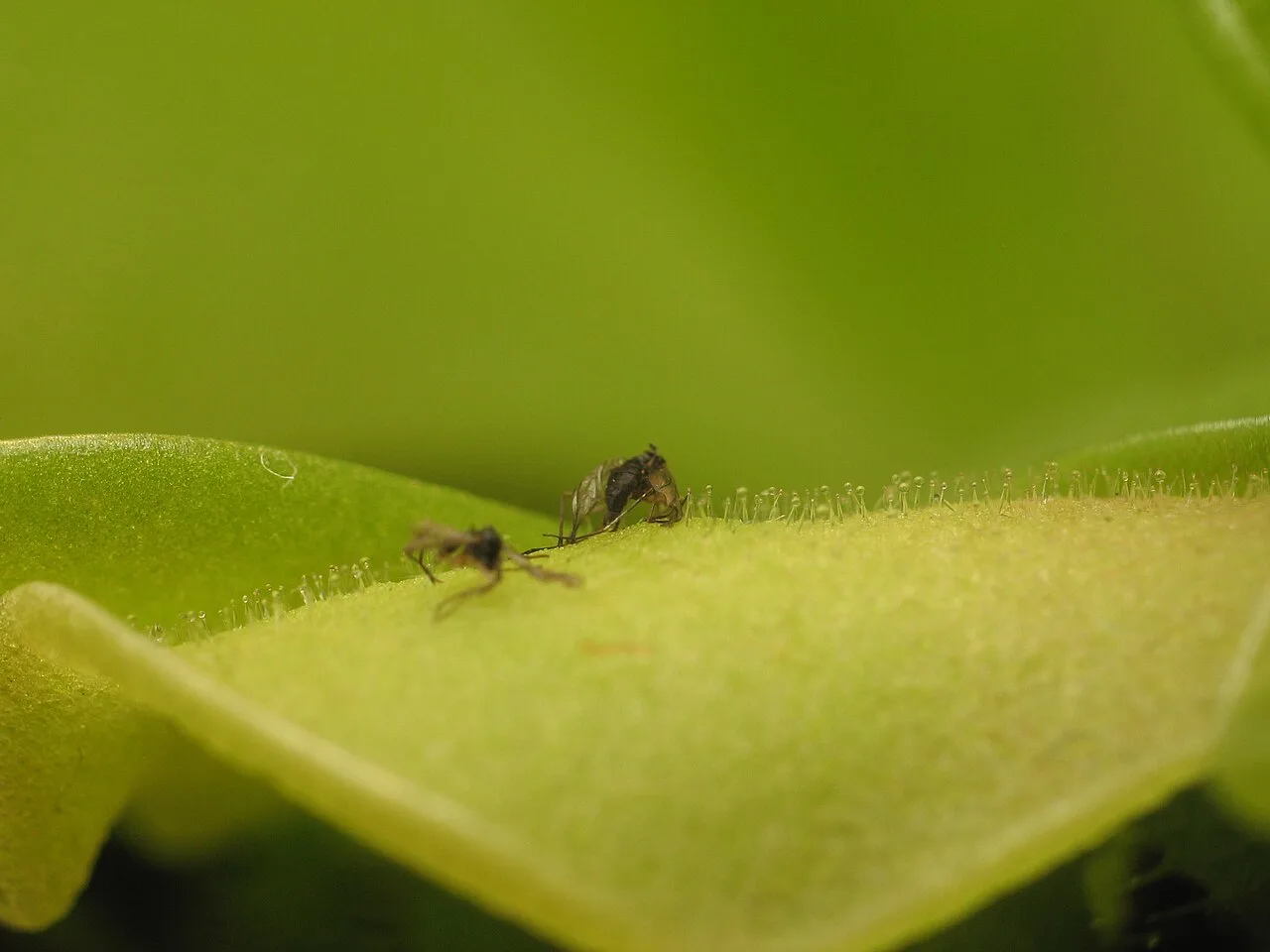 A fly trapped on a butterwort leaf. Glandular hairs are visible.
