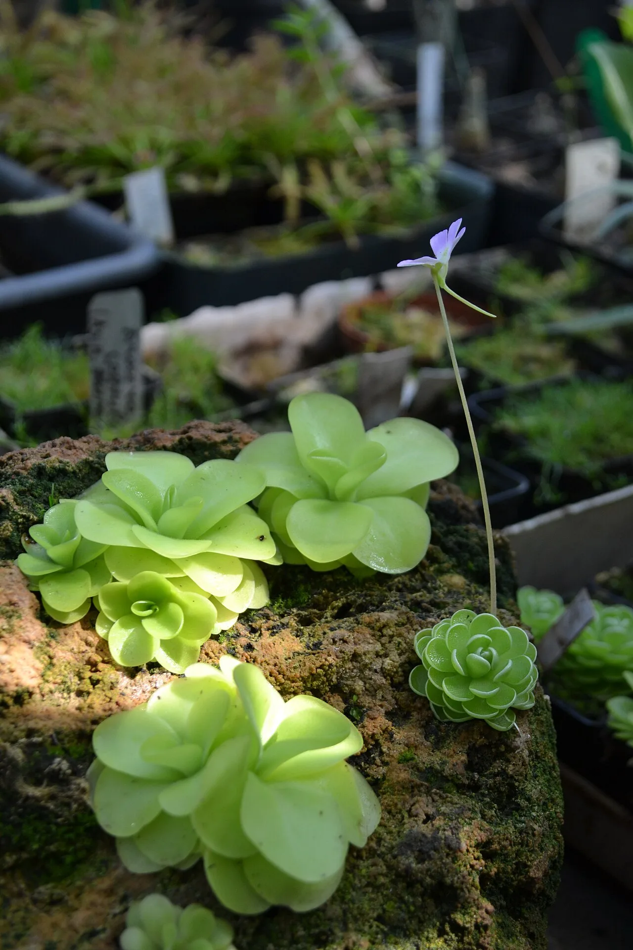 Pinguicula esseriana in the greenhouse of the Kharkiv Botanical Garden
