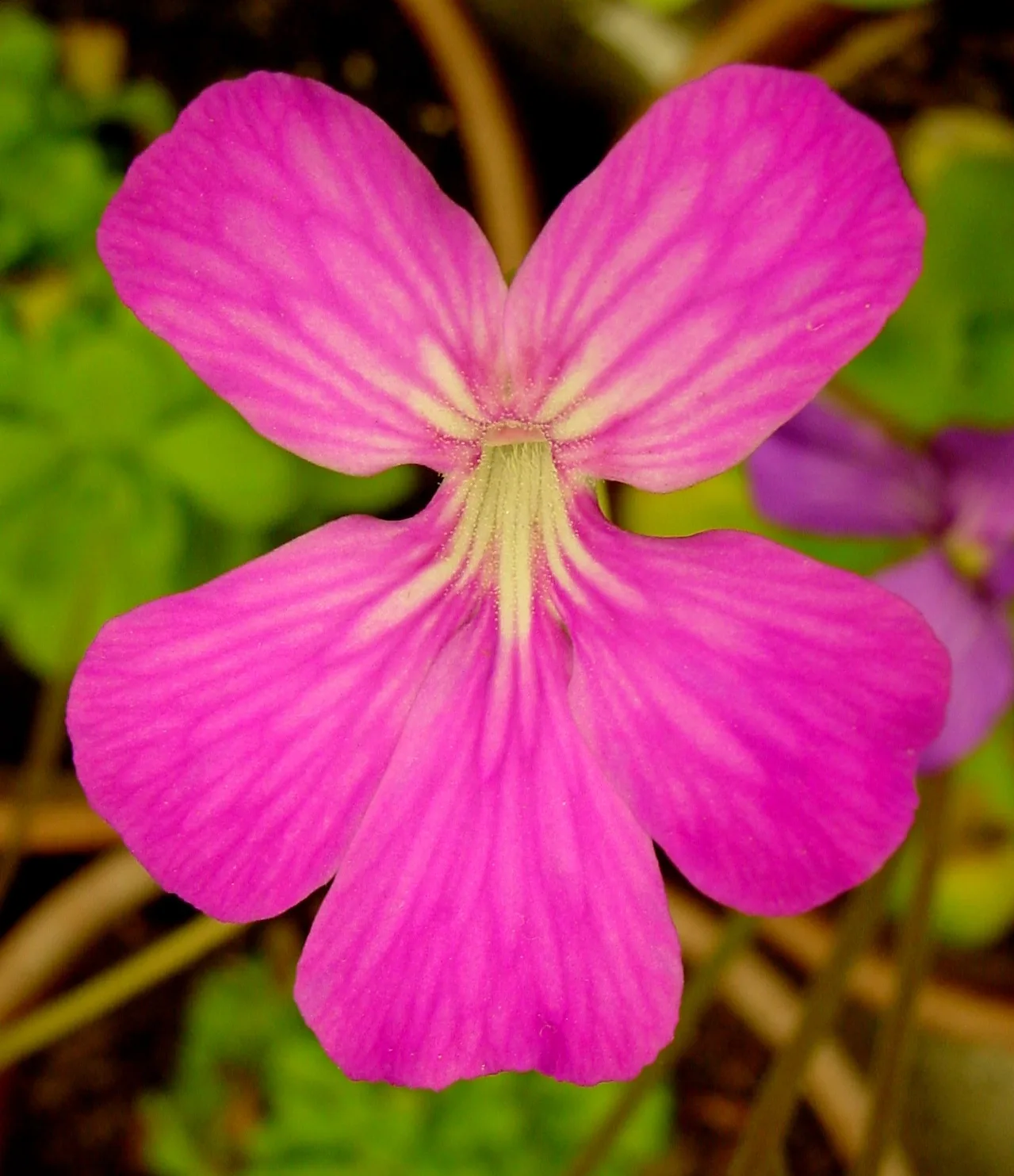 The flower of a hybrid butterwort