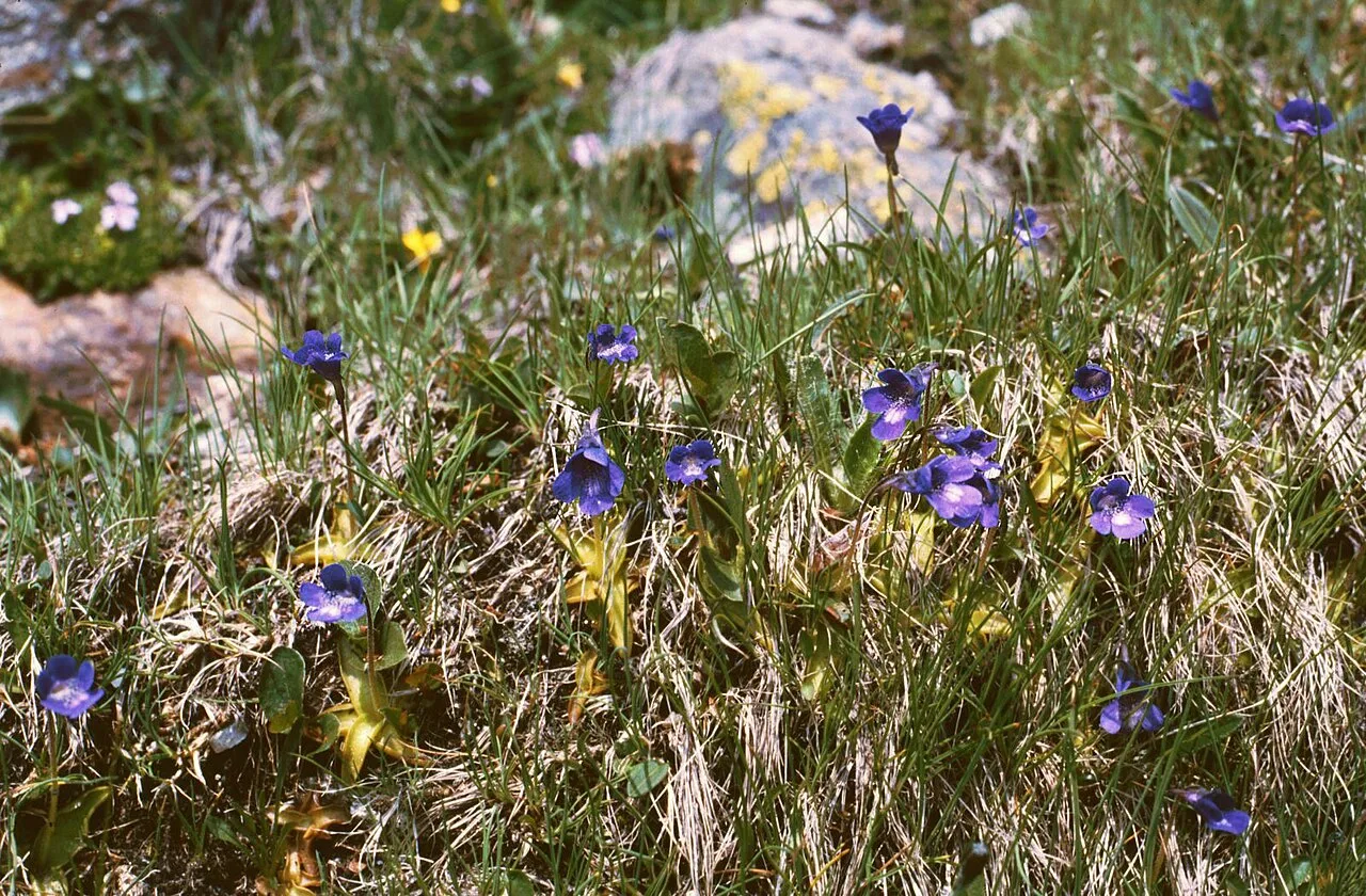 P. leptoceras in alpine grassland in Südtirol, Italy