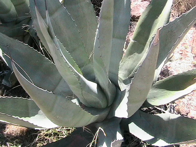 Close up of a maguey plant