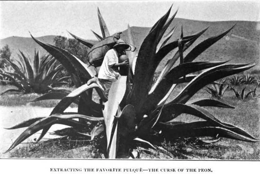 Tlaquichero extracting juice from an agave for pulque, ca. 1900. C. B. Waite  photographer.[25]