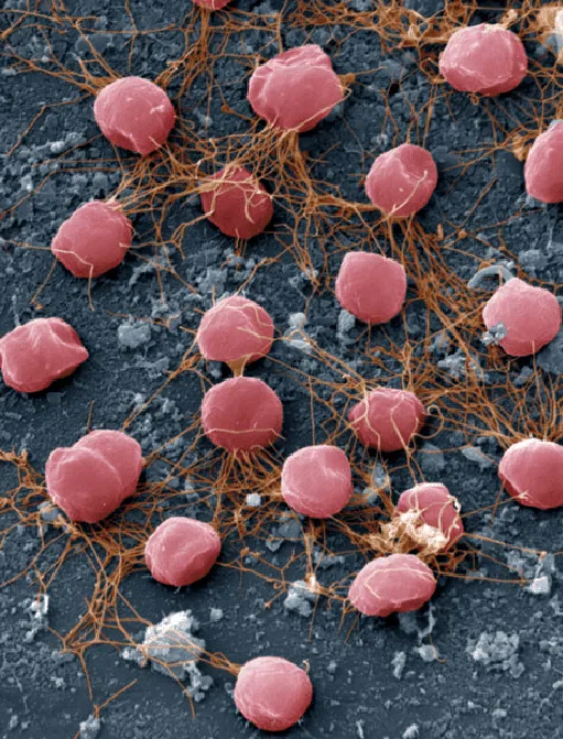 Interconnected flagella adhering to a solid surface.
