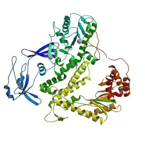 Pfu Polymerase ribbon diagram.