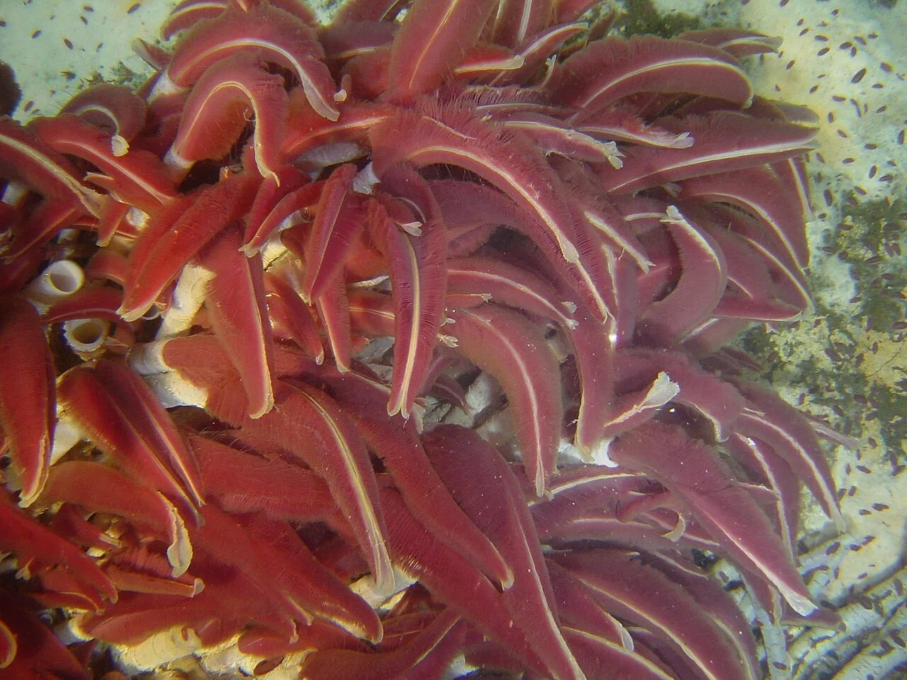 R. pachyptila community with red branchial plumes visible.