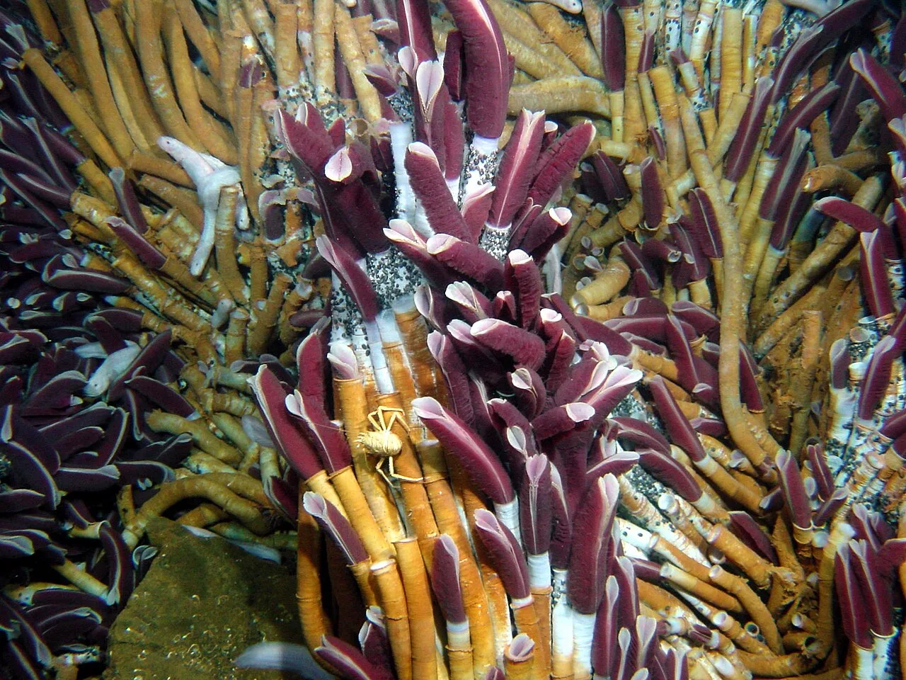 Riftia Pachyptila