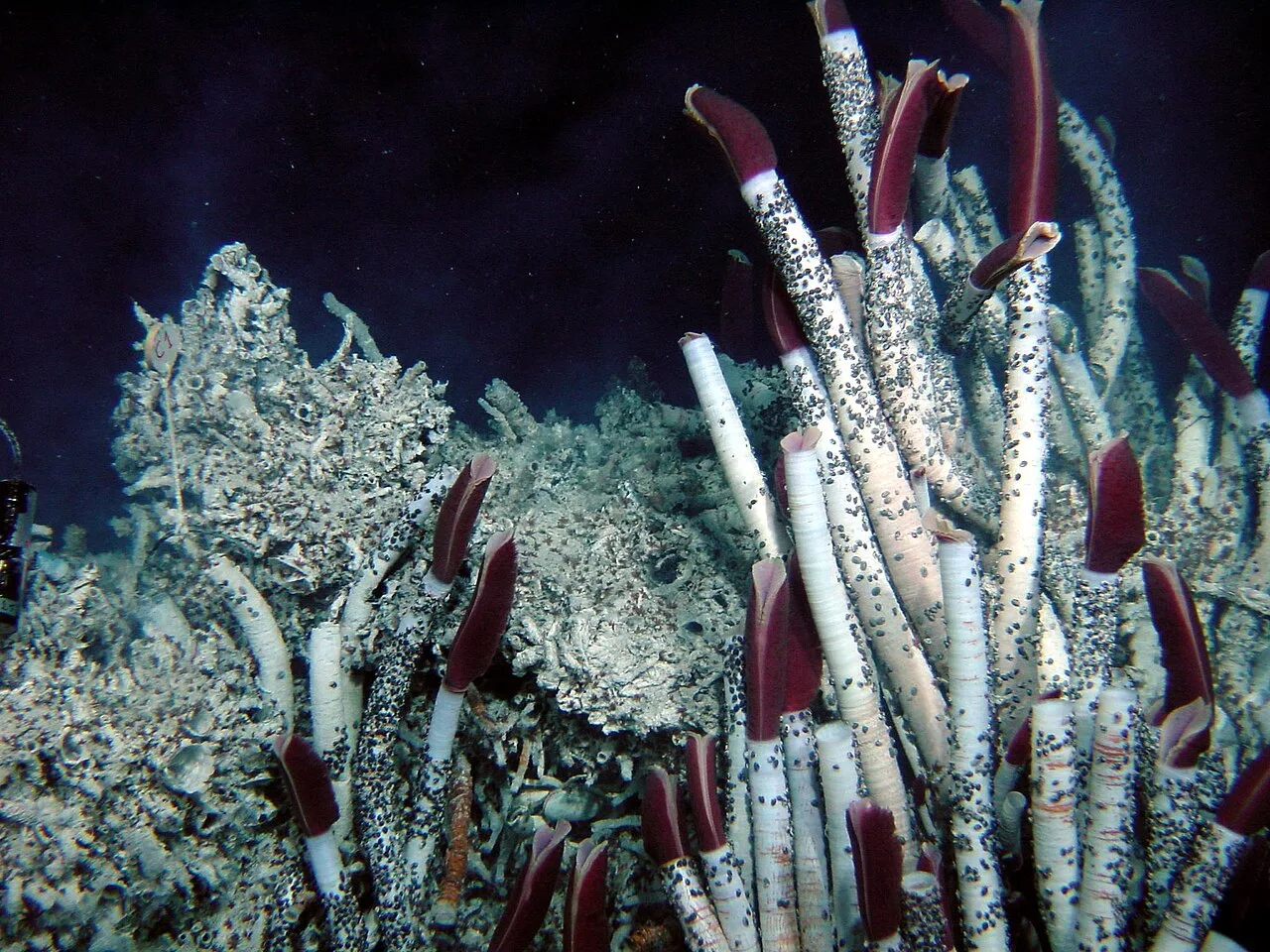 Riftia tubes covered in epibionts