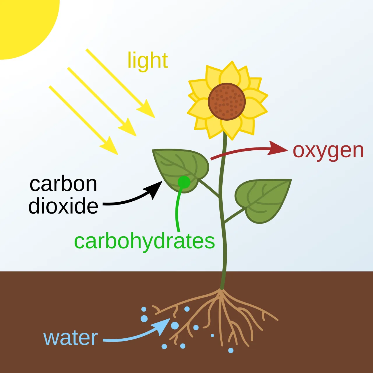 Diagram of Photosynthesis