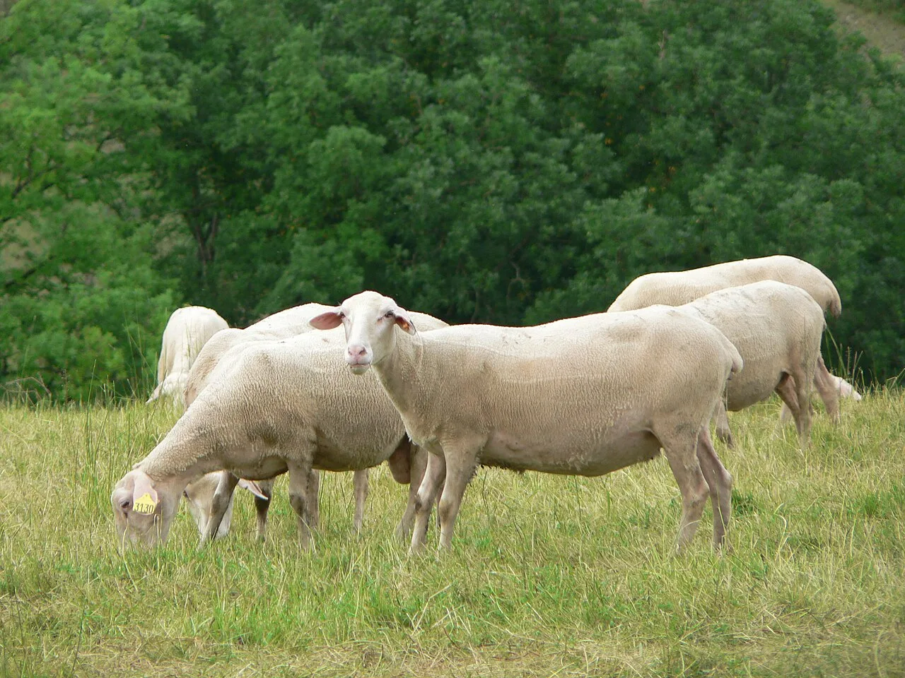 A Lacaune flock in France