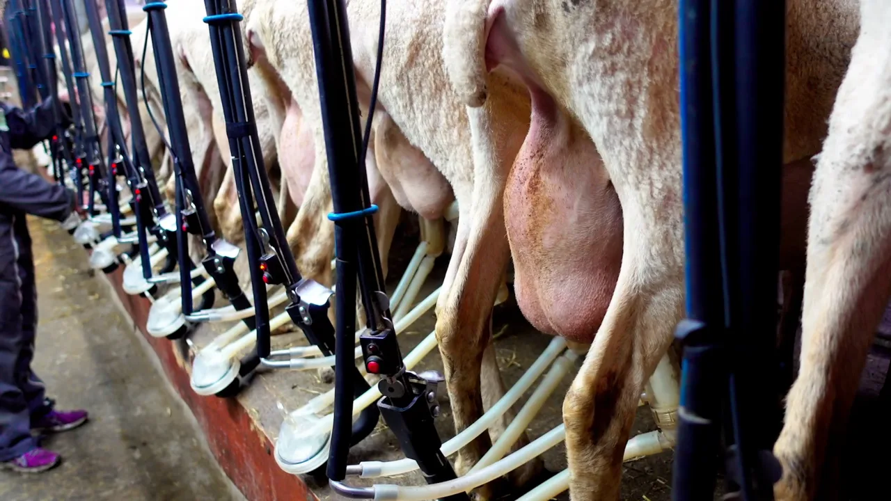 Sheep being milked for Roquefort production