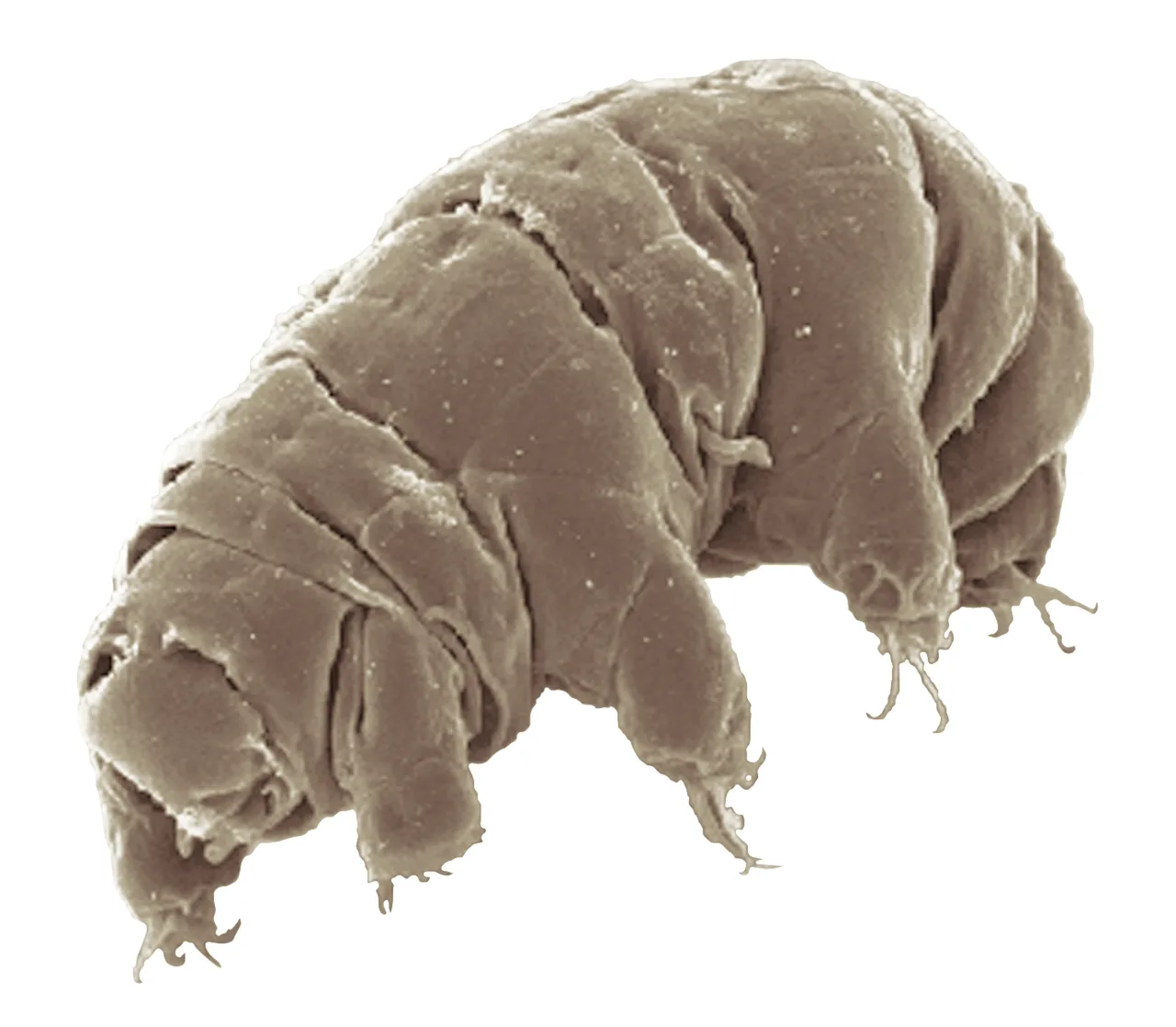 SEM image of Milnesium tardigradum in active state - journal.pone.0045682.g001-2 (white background)