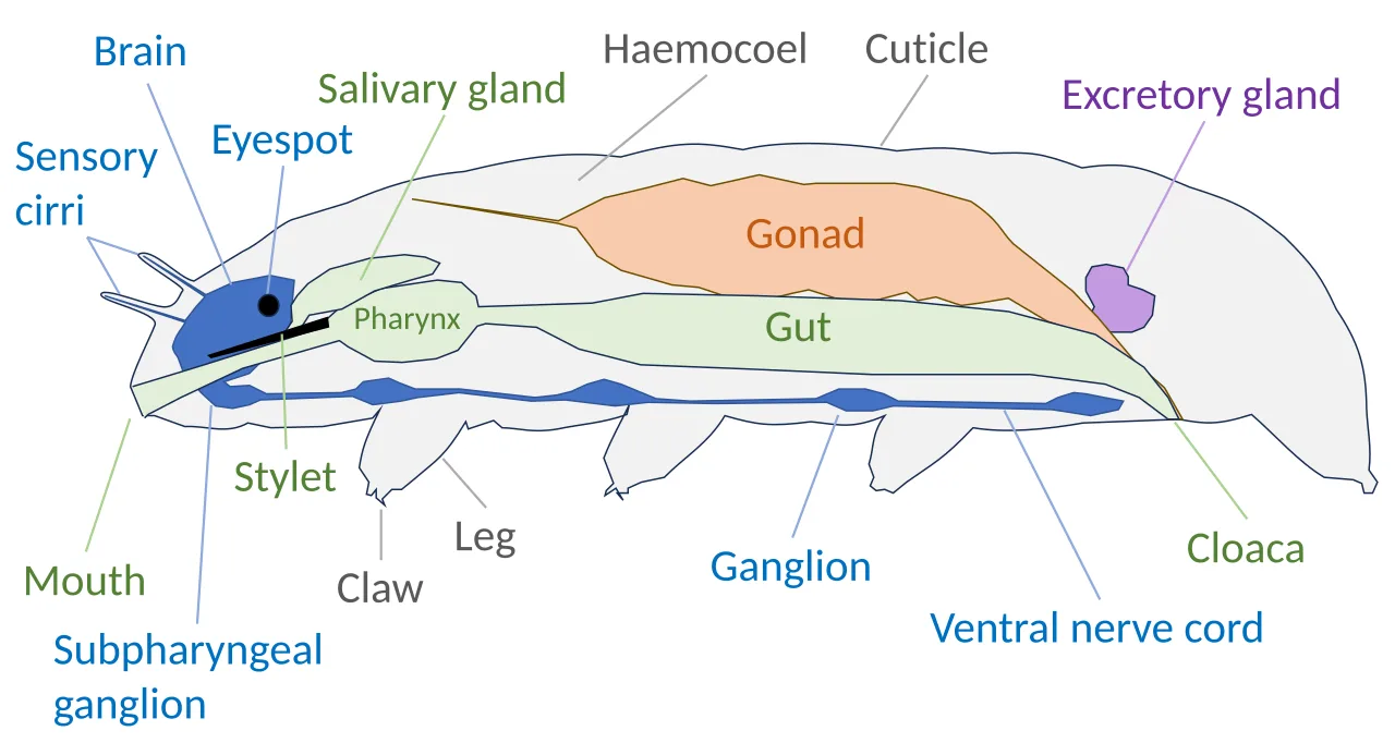 Tardigrade anatomy[3]
